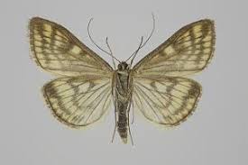 Attēlu rezultāti vaicājumam “Sitochroa verticalis”