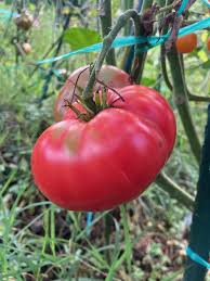 Afbeeldingsresultaat voor marizol purple tomato
