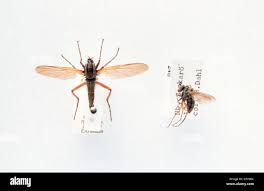 Attēlu rezultāti vaicājumam “Empis sp.”