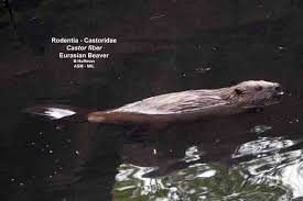 Image result for Castor fiber