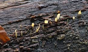 Attēlu rezultāti vaicājumam “Calocera glossoides”