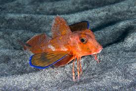 Image result for Chelidonichthys cuculus