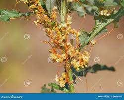Attēlu rezultāti vaicājumam “Cuscuta europaea fruit”