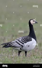 Attēlu rezultāti vaicājumam “Branta leucopsis”