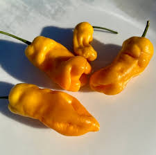 Afbeeldingsresultaat voor mme jeanette hot pepper