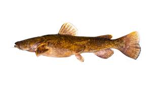 Image result for Pylodictis olivaris