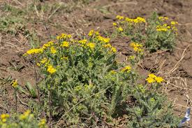 Attēlu rezultāti vaicājumam “Senecio vernalis leaf”