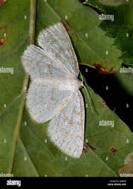 Attēlu rezultāti vaicājumam “Cabera exanthemata male”