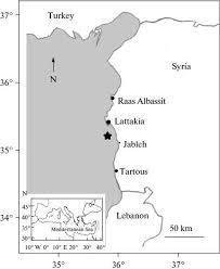 Image result for Rhabdosargus holubi