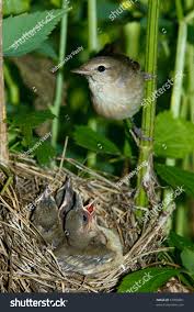 Attēlu rezultāti vaicājumam “Sylvia borin nest”