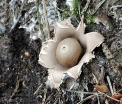 Attēlu rezultāti vaicājumam “Geastrum fimbriatum”