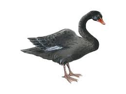 Attēlu rezultāti vaicājumam “Cygnus atratus”