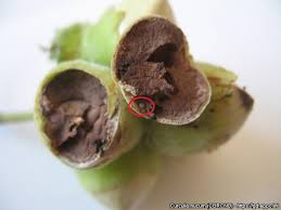 Attēlu rezultāti vaicājumam “Curculio nucum”