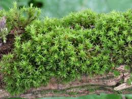 Attēlu rezultāti vaicājumam “Orthotrichum affine var. affine”