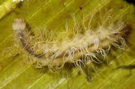 Attēlu rezultāti vaicājumam “Parapoynx stratiotata female”