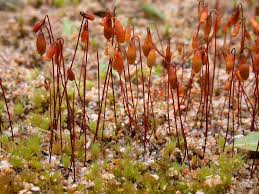 Attēlu rezultāti vaicājumam “Bryoerythrophyllum recurvirostrum sporophyte”
