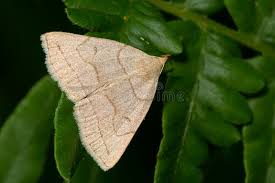 Attēlu rezultāti vaicājumam “Zanclognatha tarsipennalis”