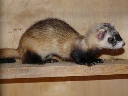 Attēlu rezultāti vaicājumam “Mustela putorius”