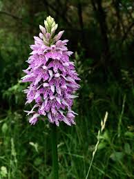 Attēlu rezultāti vaicājumam “Dactylorhiza fuchsii flower”