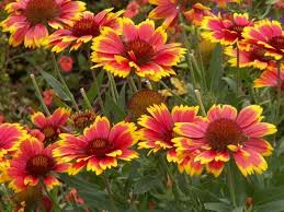 Image result for Gaillardia amblyodon