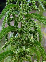 Attēlu rezultāti vaicājumam “Urtica dioica fruit”