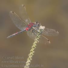 Attēlu rezultāti vaicājumam “Leucorrhinia rubicunda male”