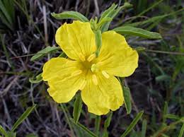 Attēlu rezultāti vaicājumam “Ephemerum serratum”