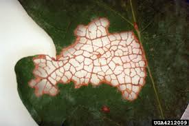 Attēlu rezultāti vaicājumam “Lyonetiidae”