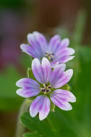 Attēlu rezultāti vaicājumam “Geranium molle flower”