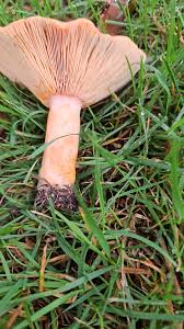 Attēlu rezultāti vaicājumam “Lactarius deterrimus”