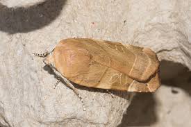 Attēlu rezultāti vaicājumam “Noctua fimbriata imago”