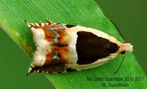 Attēlu rezultāti vaicājumam “Ancylis badiana”