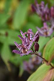 Image result for Tricyrtis `Black Beauty`
