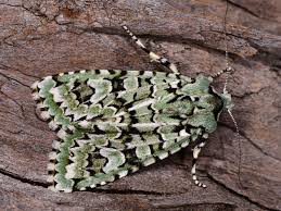 Attēlu rezultāti vaicājumam “Griposia aprilina”