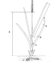 Attēlu rezultāti vaicājumam “Typha latifolia leaf”