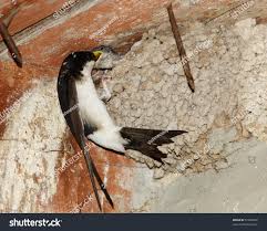 Attēlu rezultāti vaicājumam “Delichon urbicum nest”