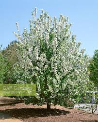 Attēlu rezultāti vaicājumam “Malus baccata”