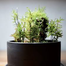 Attēlu rezultāti vaicājumam “Climacium dendroides sporophyte”