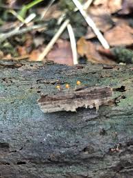 Attēlu rezultāti vaicājumam “Trichia crateriformis spores”