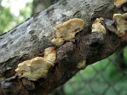 Attēlu rezultāti vaicājumam “Antrodiella serpula”