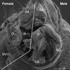 Attēlu rezultāti vaicājumam “Oecetis ochracea”