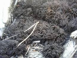 Attēlu rezultāti vaicājumam “Symphytocarpus flaccidus sessile”