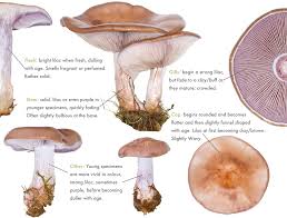 Attēlu rezultāti vaicājumam “Lepista nuda”