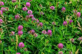 Attēlu rezultāti vaicājumam “Trifolium alpestre”