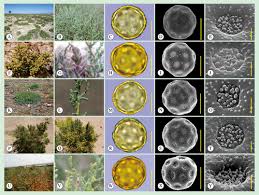 Attēlu rezultāti vaicājumam “Chenopodiaceae”