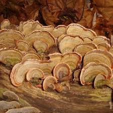 Attēlu rezultāti vaicājumam “Trametes ochracea”