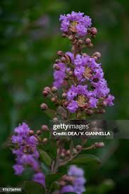 Attēlu rezultāti vaicājumam “Lythraceae”