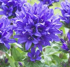 Attēlu rezultāti vaicājumam “Campanula glomerata”