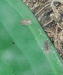 Image result for pheega