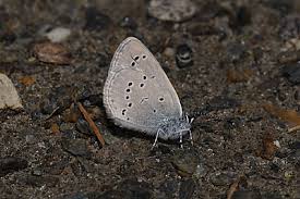 Attēlu rezultāti vaicājumam “Cupido minimus female”